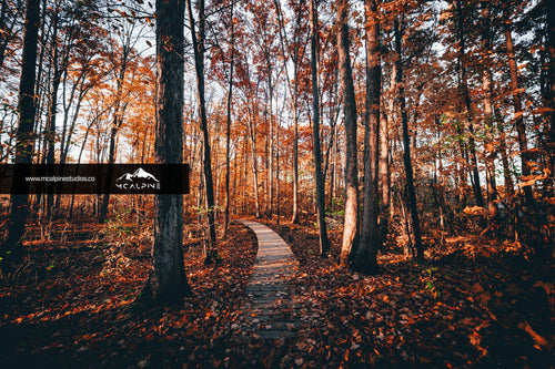 Warbler Woods in Autumn - London, Ontario (Stock Images)